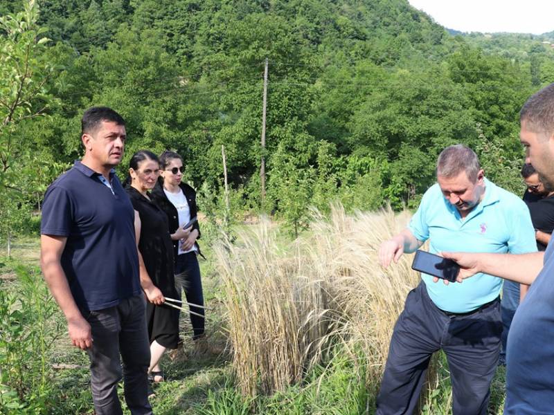 ხორბლის უძველესი ლეჩხუმური ჯიშის მოყვანა განახლდა